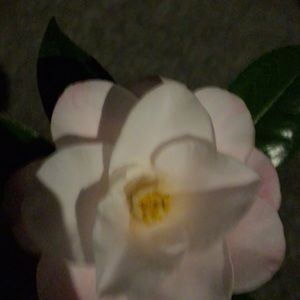 Meet your Posher, Anu